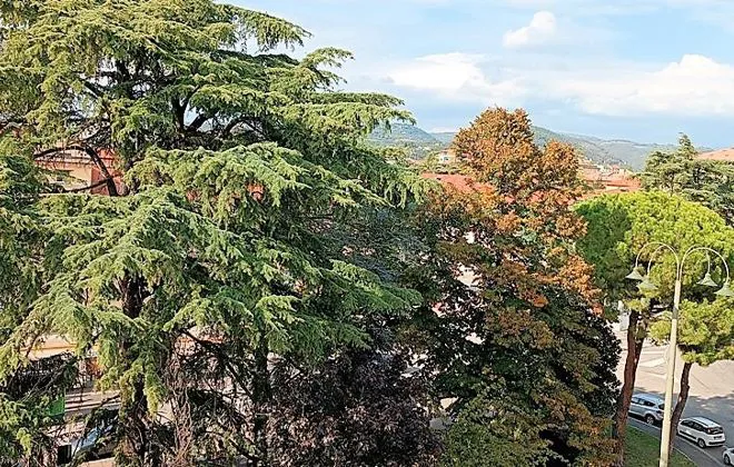 Appartamento in affitto - BORGO TRENTO - foto 15